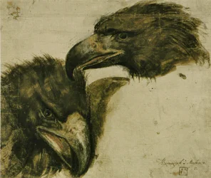 Twee studies van adelaarskop